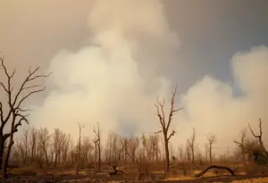 Burnt landscape after the Palisades Fire