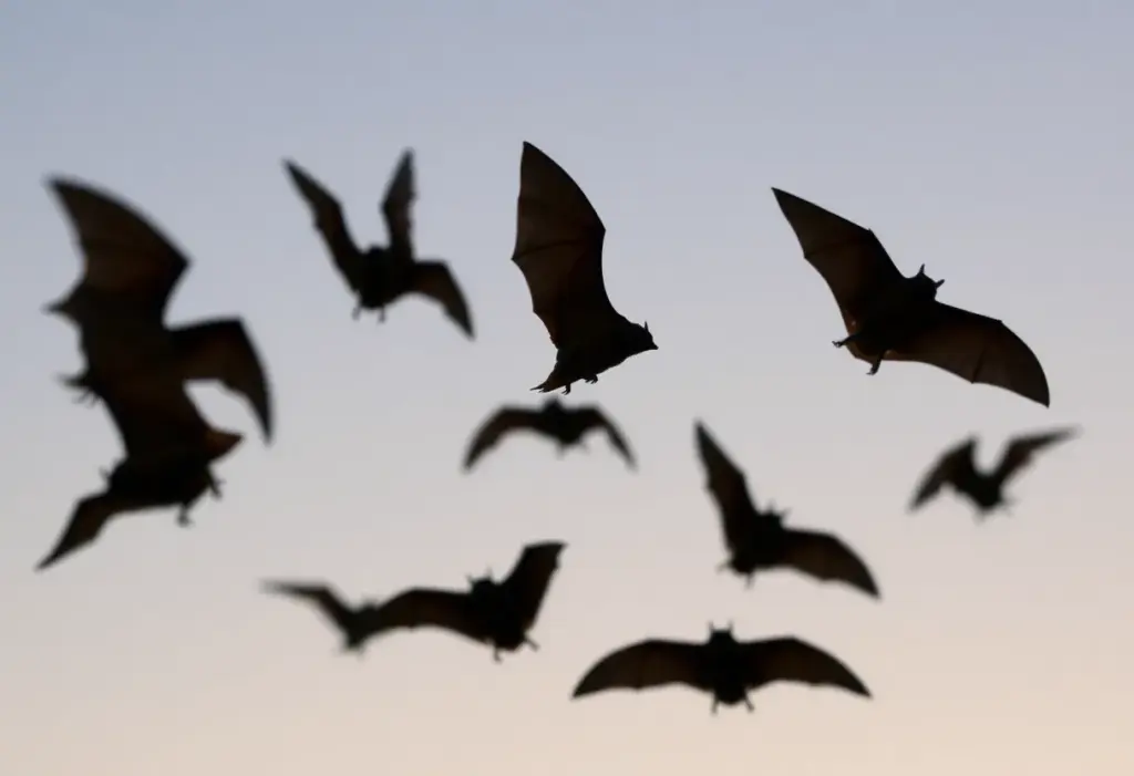 Bats flying at dusk in Riverside County