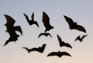 Bats flying at dusk in Riverside County