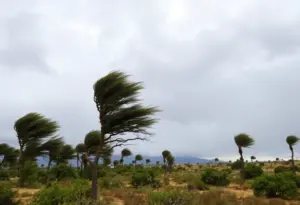 Trees bending under strong winds in Southern California.